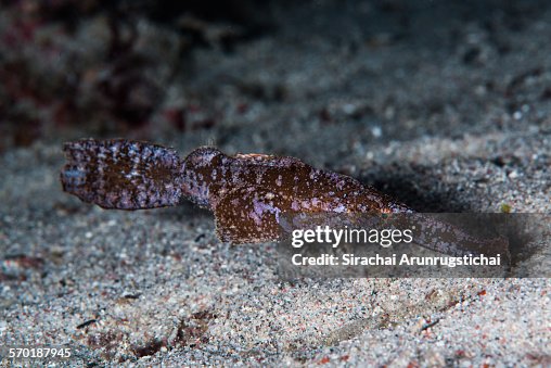 Robust Ghost Pipefish (Selenostomus cyanopterus) Robust Ghost Pipefish (Selenostomus cyanopterus)