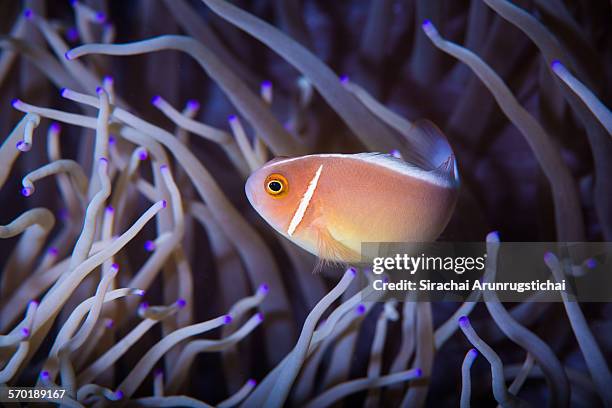 pink anemonefish in leathery anemone, philippines - amphiprion akallopisos stock pictures, royalty-free photos & images