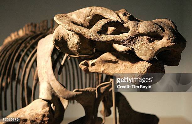 Dicynodont synapsid, part of the "Evolving Planet" exhibit, is displayed at the Field Museum March 7, 2006 in Chicago, Illinois. The new exhibit,...