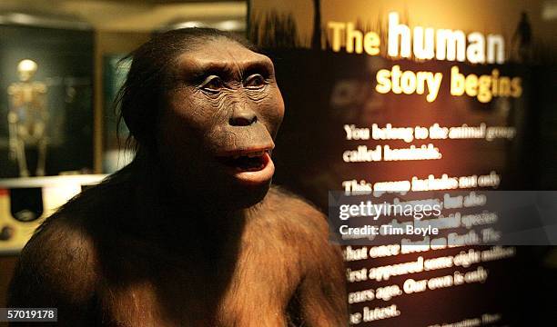 "Lucy," an Australopithecus afarensis, is displayed as part of the "Evolving Planet" exhibit at the Field Museum March 7, 2006 in Chicago, Illinois....