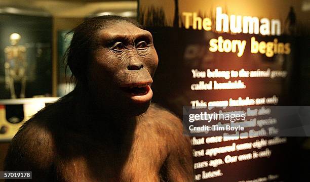 "Lucy," an Australopithecus afarensis, is displayed as part of the "Evolving Planet" exhibit at the Field Museum March 7, 2006 in Chicago, Illinois....