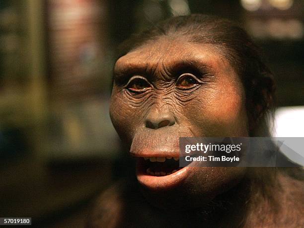 The face of "Lucy," an Australopithecus afarensis and part of the "Evolving Planet" exhibit, is displayed at the Field Museum March 7, 2006 in...