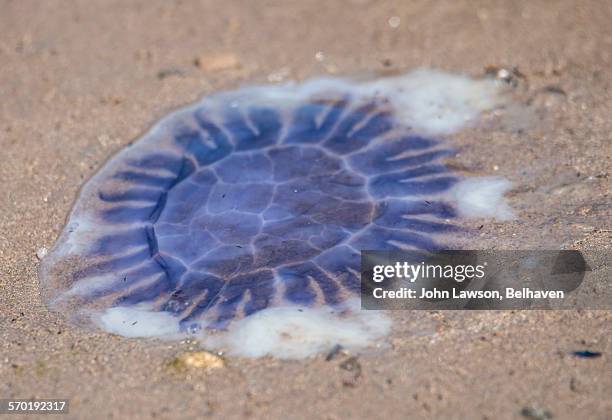 blue jellyfish - cyanea lamarckii - lions mane jellyfish stock pictures, royalty-free photos & images