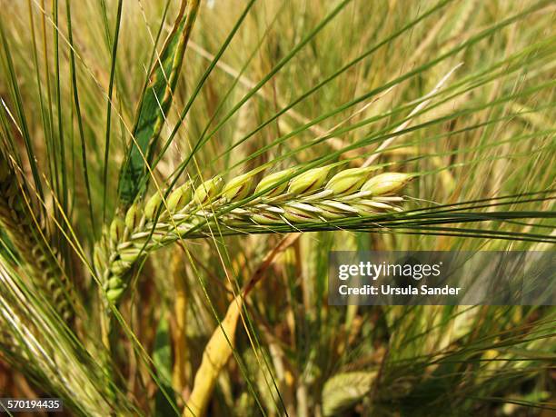 close up of barley - fellbach bildbanksfoton och bilder