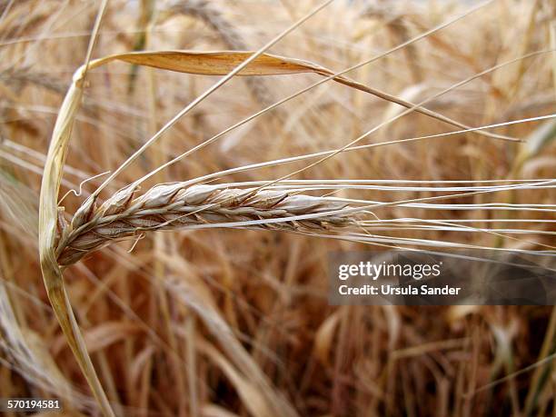 close up of ripe barley - fellbach bildbanksfoton och bilder