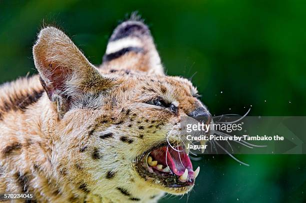 hissing serval - serval stockfoto's en -beelden