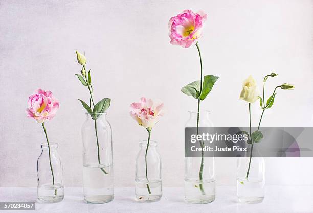 lisianthus flowers and buds in glass vases - una sola flor fotografías e imágenes de stock