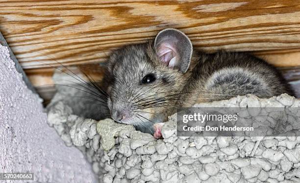 wood rat intruder - rats nest stock pictures, royalty-free photos & images