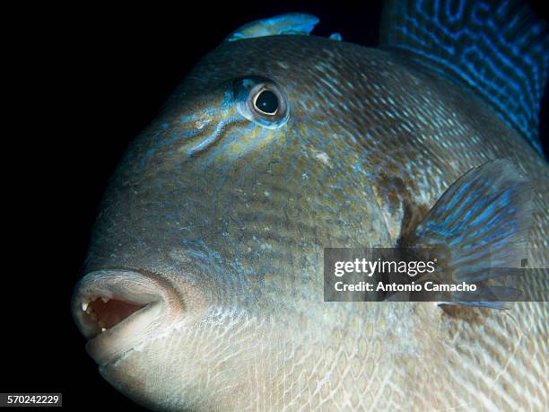 grey triggerfish - grey triggerfish stock pictures, royalty-free photos & images