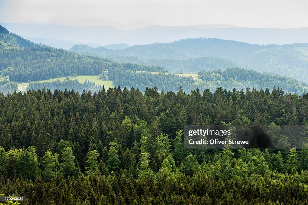 Blackforest