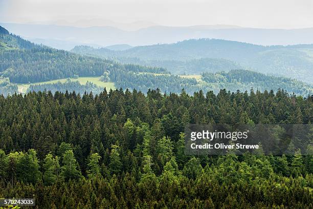 blackforest - forest horizon stock pictures, royalty-free photos & images