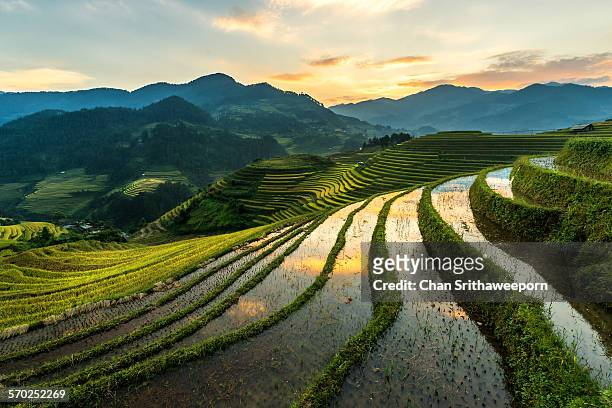 rice terraces at mu cang chai, vietnam - vietnam stockfoto's en -beelden