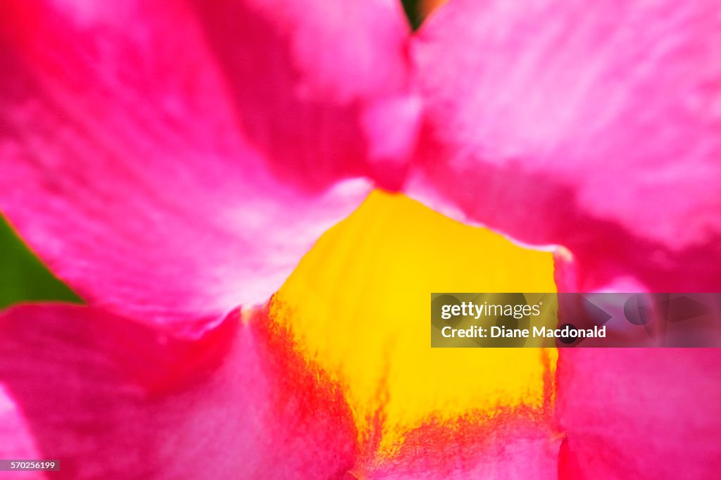 Extreme close-up of a mandevilla flower