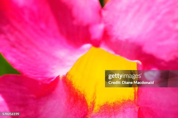 extreme close-up of a mandevilla flower - mandevilla ストックフォトと画像