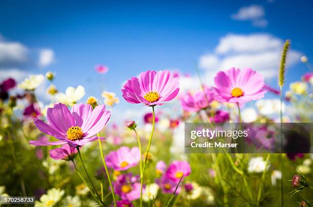 cosmos flowers in full bloom - cosmos flower stock-fotos und bilder