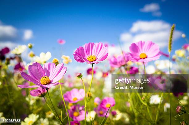 cosmos flowers in full bloom - cosmos flower stock pictures, royalty-free photos & images