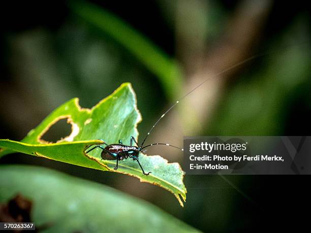 Borol Insect Borneo Insects Photos and Premium High Res Pictures - Getty Images