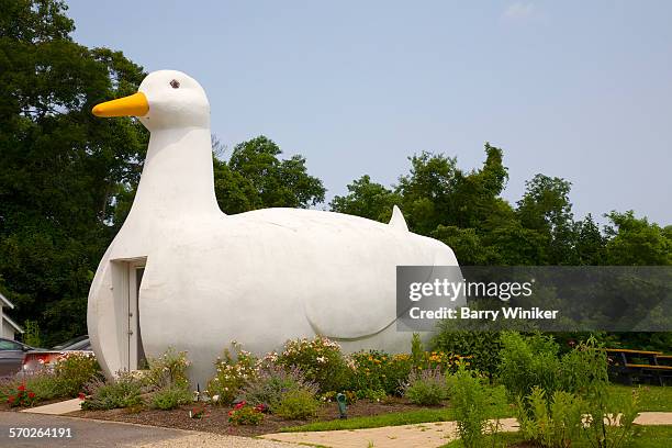 roadside big duck, flanders, ny - borde de la carretera fotografías e imágenes de stock
