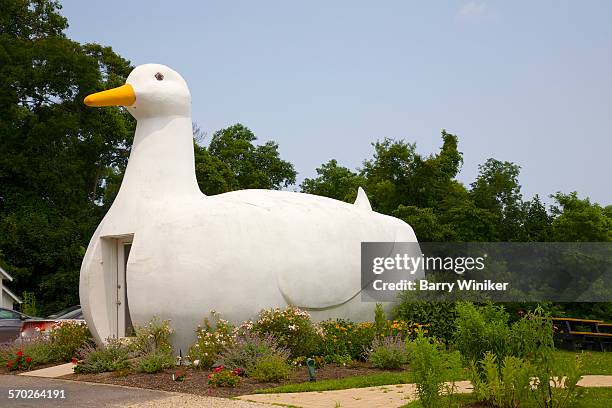 roadside big duck, flanders, ny - berma da estrada imagens e fotografias de stock