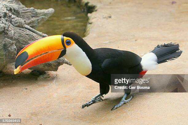 toco toucan eating fruit - toco toucan stock pictures, royalty-free photos & images