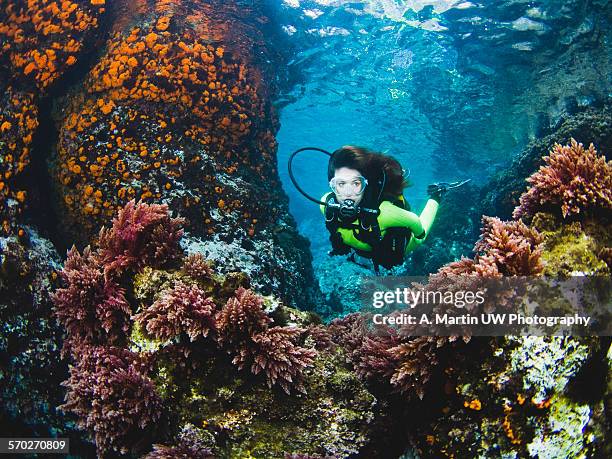 diving in spain - scuba diver stock pictures, royalty-free photos & images