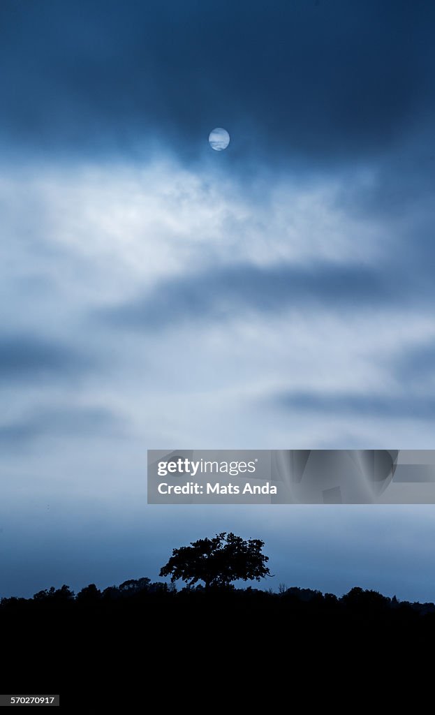 Sun over lonely tree in Oland, Sweden