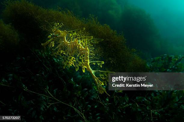 leafy sea dragon - sea dragon stock pictures, royalty-free photos & images