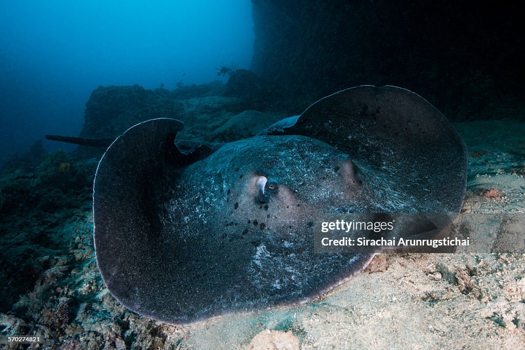 Marbled stingray (taeniurops meyeni), Maldives