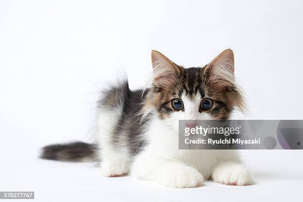 kitten - norwegian forest cat stock pictures, royalty-free photos & images