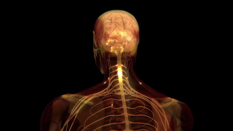 12,284 Human Nervous System Videos and HD Footage - Getty Images 12,284 Human Nervous System Videos and HD Footage - Getty Images