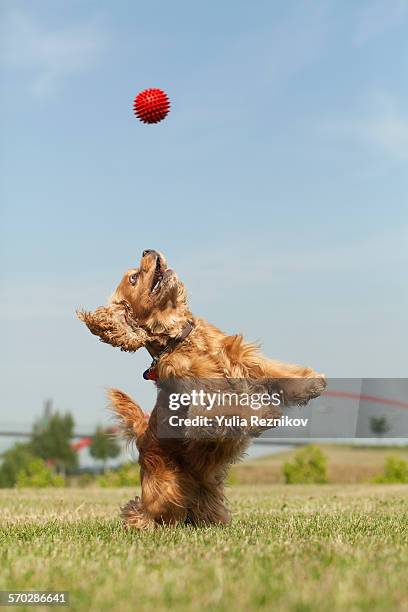 american cocker spaniel dog with ball - catching ball stock pictures, royalty-free photos & images