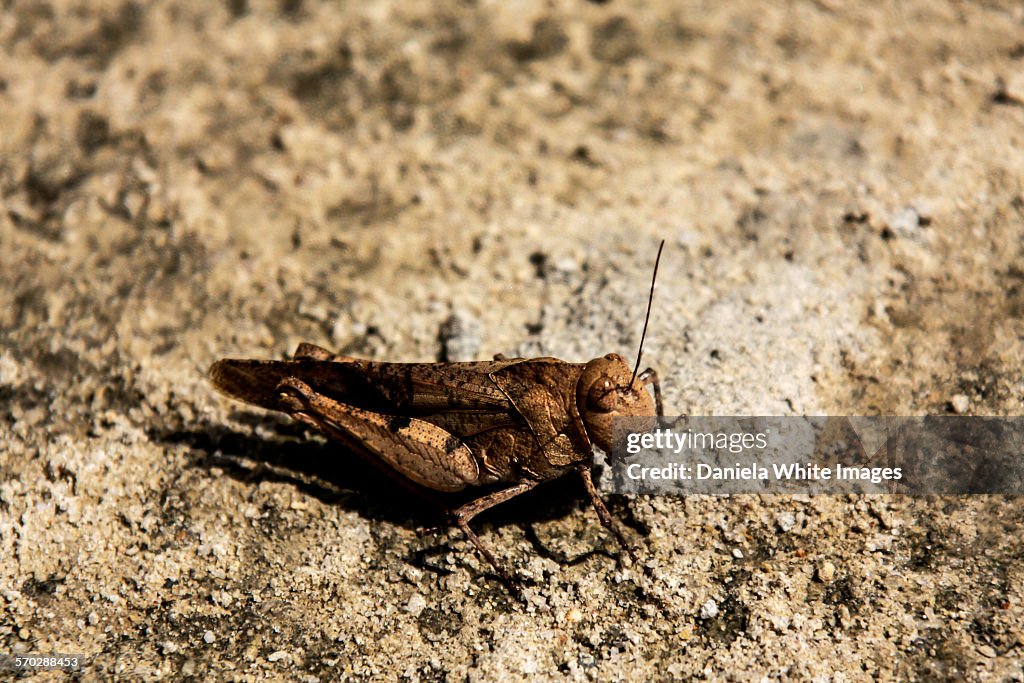 Locust High-Res Stock Photo - Getty Images