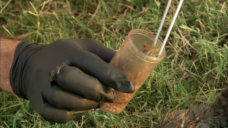 Rotting Sample Picture 444 Sample Packs Stock Videos, Footage, & 4K Video Clips - Getty Images