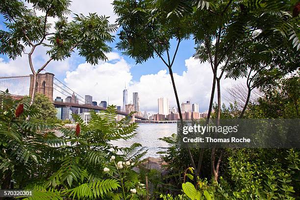 manhattan through the foliage - brooklyn bridge park stock-fotos und bilder