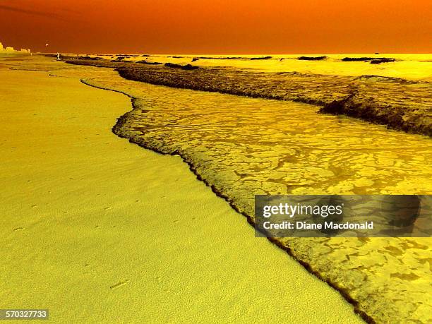 mutant nature - jacksonville beach florida stock pictures, royalty-free photos & images