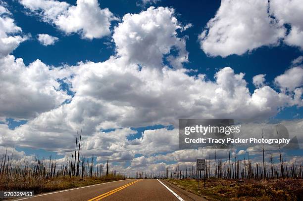 summer on the road - kaibab national forest stock pictures, royalty-free photos & images