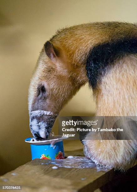 tamandua eating yogurt - anteater stock pictures, royalty-free photos & images