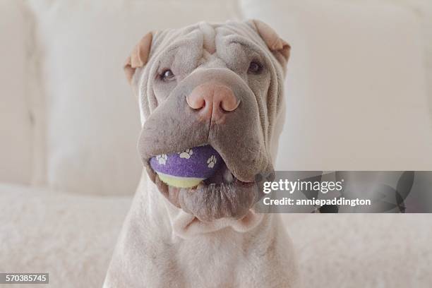 portrait of a shar pei dog with a ball in it's mouth - shar pei stock-fotos und bilder