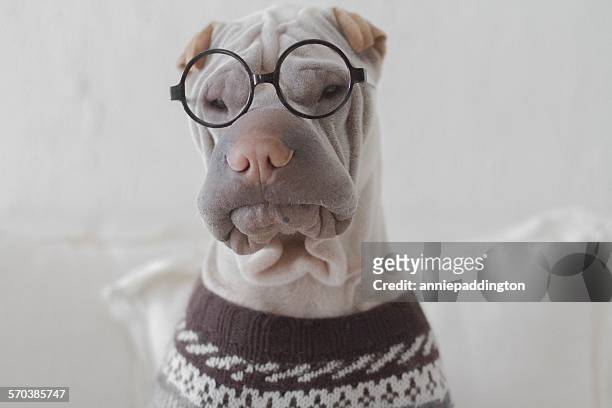 Portrait of a shar pei dog looking intellectual