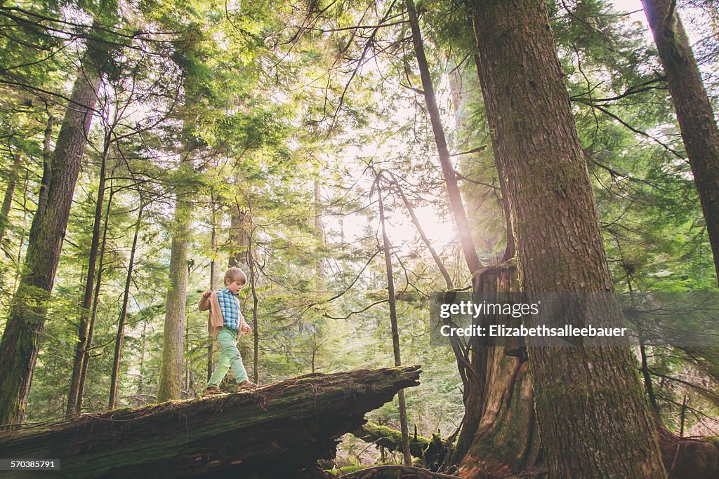 Tree Walkboy Young Boy Walking On Fallen Tree In The Woods High-Res Stock Photo ...
