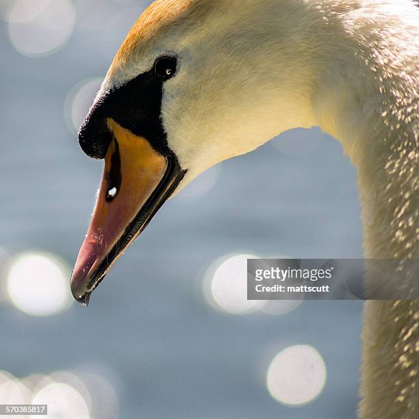close-up portrait of a swan - mattscutt stock pictures, royalty-free photos & images