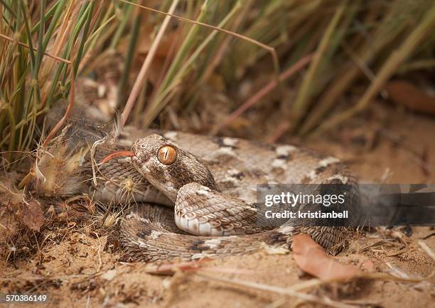 sind saw-scaled viper (echis carinatus), sharjah, uae - vipera foto e immagini stock
