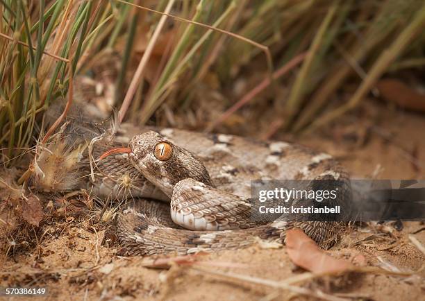 sind saw-scaled viper (echis carinatus), sharjah, uae - viper stockfoto's en -beelden