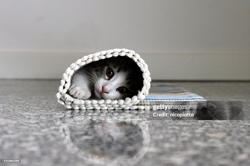 Kitten hidden in rolled up carpet