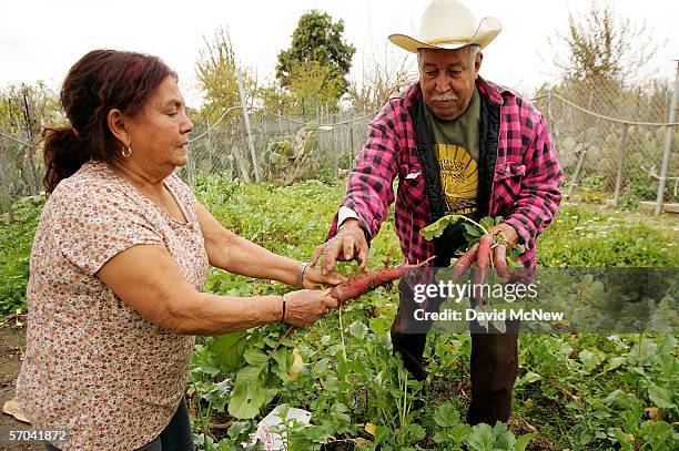 Elia Ortiz and wife Magalena harvest radishes at their garden plot at the South Central Community Farm on March 9, 2006 in Los Angeles, California....