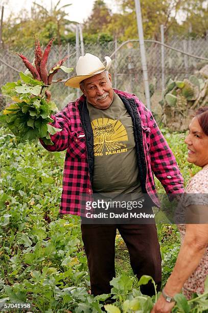 Elia Ortiz holds up radishes and his wife Magalena laughs as he tends his garden plot at the South Central Community Farm on March 9, 2006 in Los...
