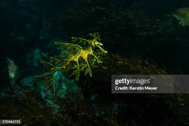 leafy sea dragon - yellow seahorse stock pictures, royalty-free photos & images