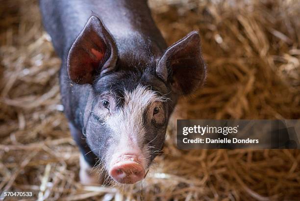 portrait of a curious pig in a barn - pig snout stock pictures, royalty-free photos & images