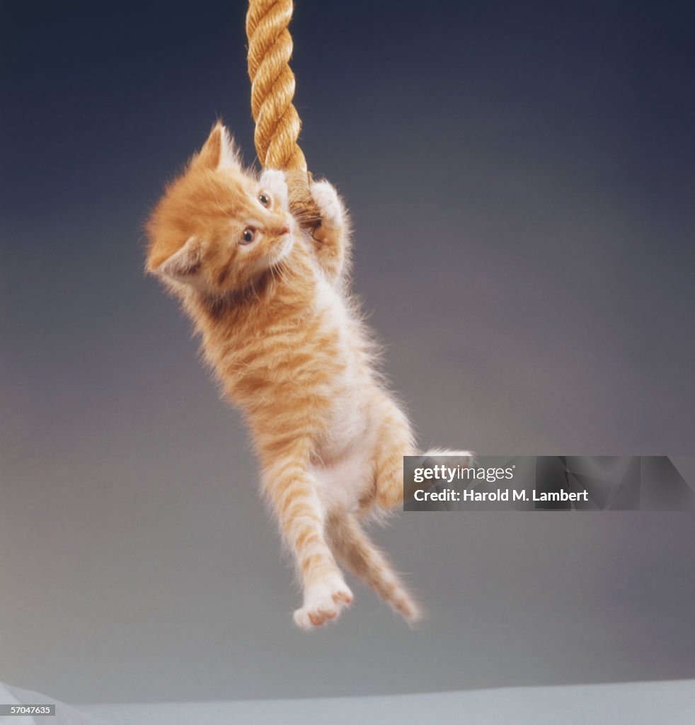 Kitty In Distress