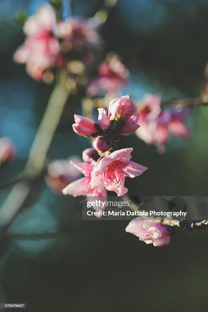 Peach tree in bloom